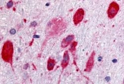 GPR171 Antibody, Novus Biologicals 50 &mu;g; Unconjugated:Antibodies, Polyclonal